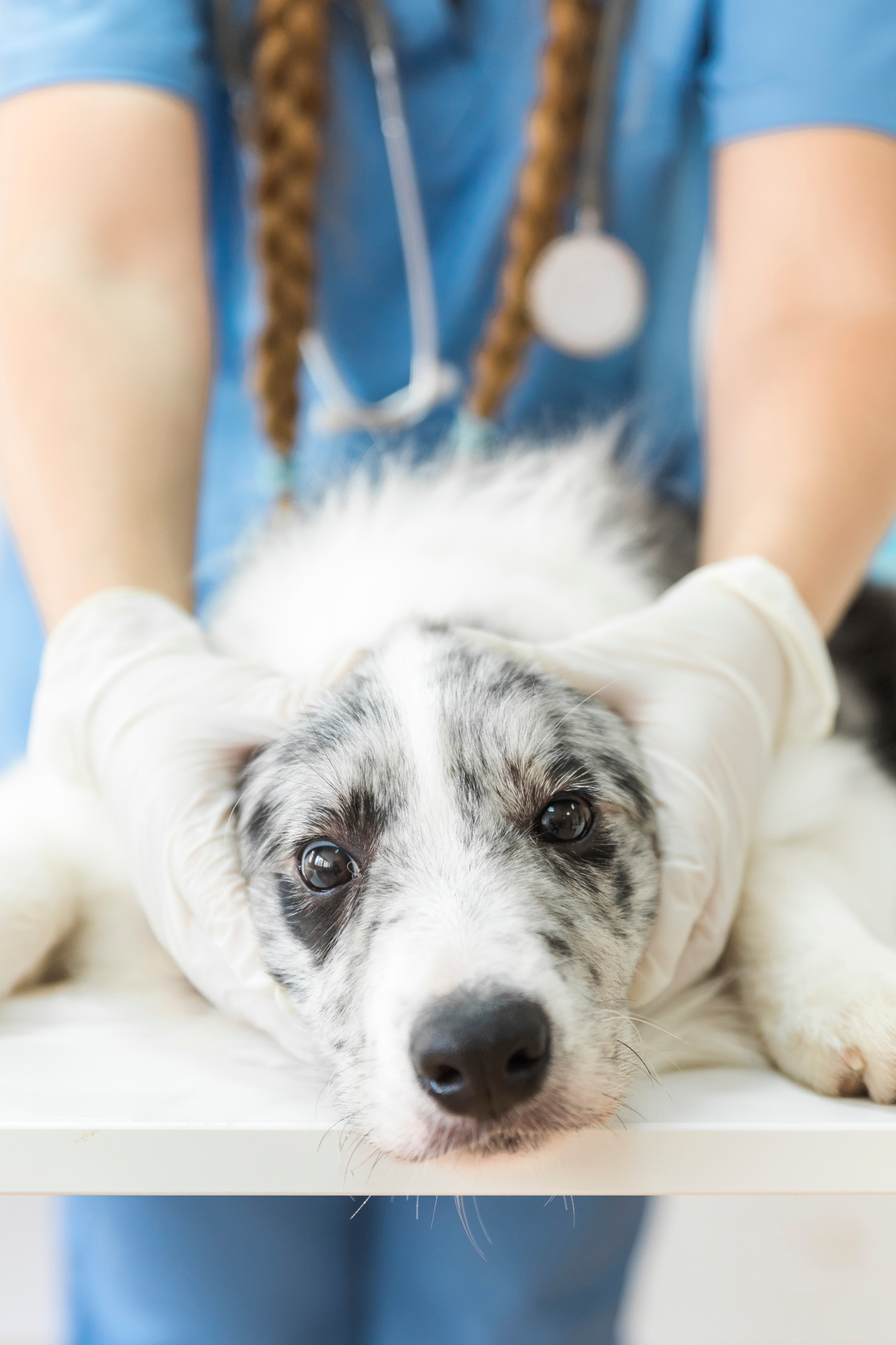 Állatorvos gyengéden tartja egy border collie kölyök fejét a vizsgálóasztalon